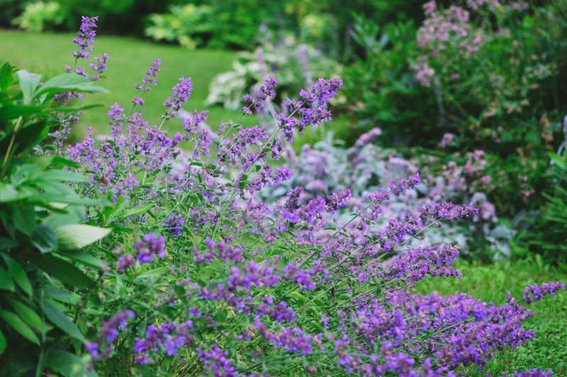 dzielenie kocimiętki