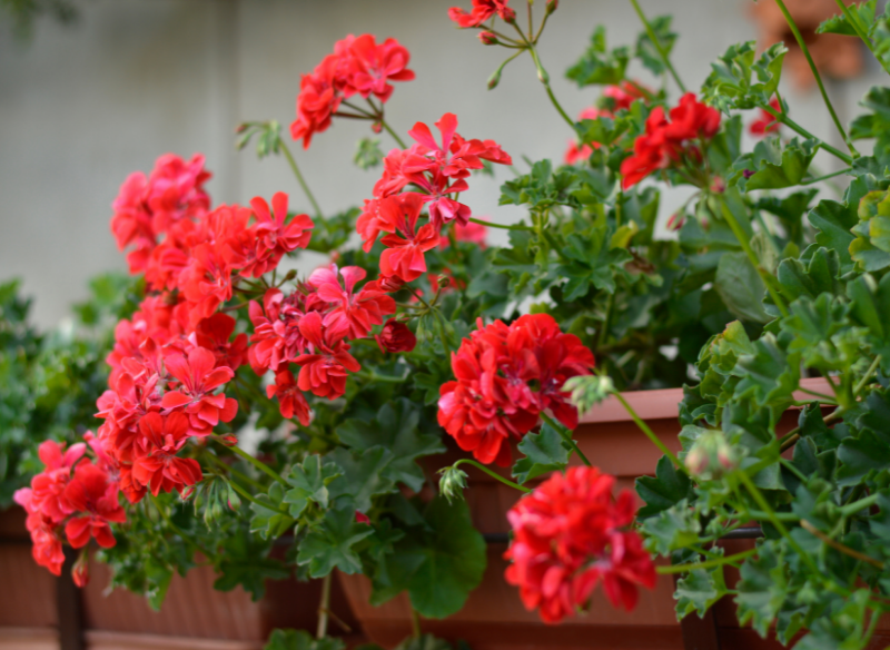 Rośliny, Pelargonie