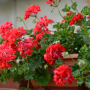 Rośliny, Pelargonie