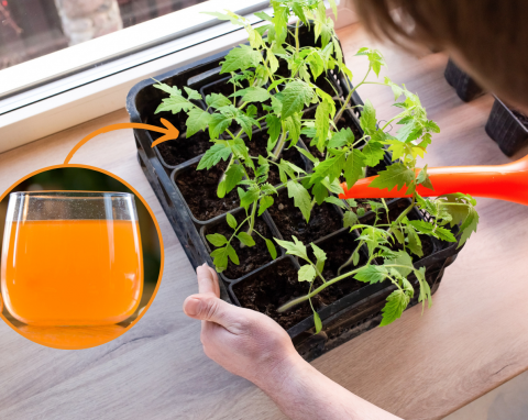 Naturalne dokarmianie sadzonek pomidorów i ogórków. Rośliny będą zdrowe, a plony dorodne