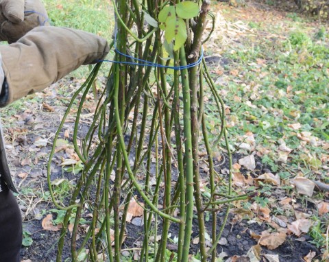 Kopczykowanie i okrywanie róż na zimę. Zbuduj barierę, która pomoże im przetrwać mrozy