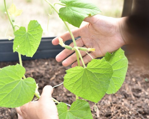 Nawożenie ogórków gruntowych. Termin, częstotliwość, najlepsze naturalne odżywki