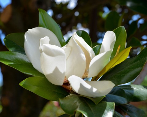 Magnolia parasolowata (Magnolia tripetala)