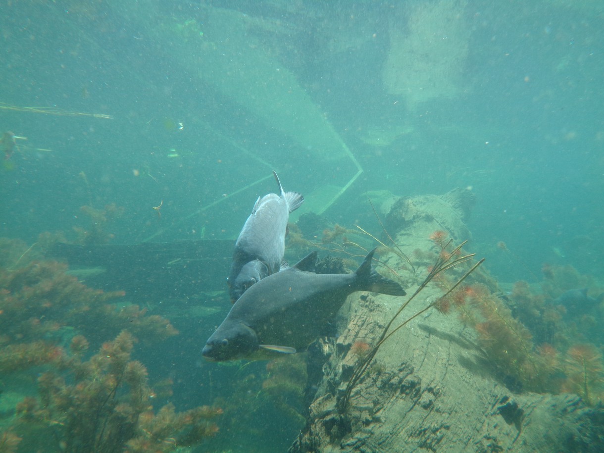 Pozostałe, AFRYKARIUM  ZOO Wrocław