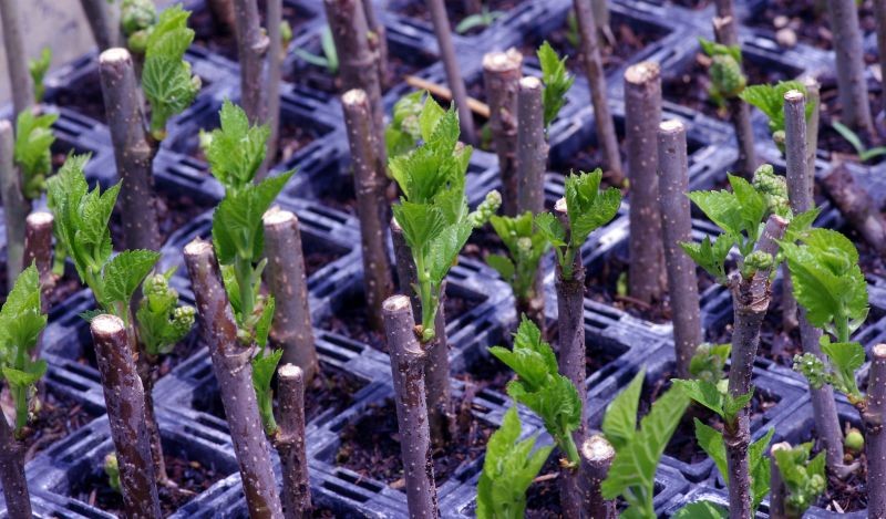 Sadzonki zdrewniałe najlepiej pobierać z roślin zimą.