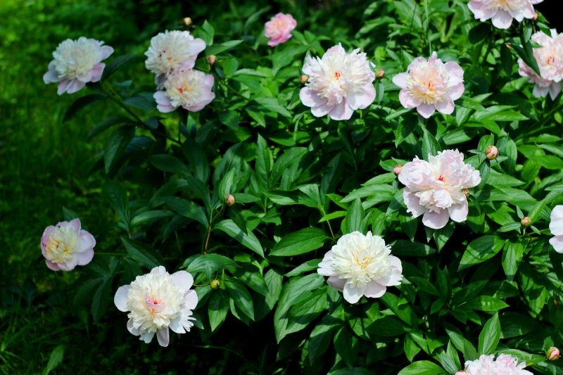 Piwonie to byliny, które zostaną z nami nawet przez 50 lat.