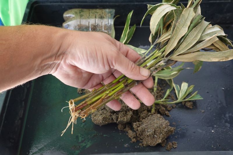 Z oleandra łatwo pozyskamy sadzonki, by rozmnożyć roślinę.