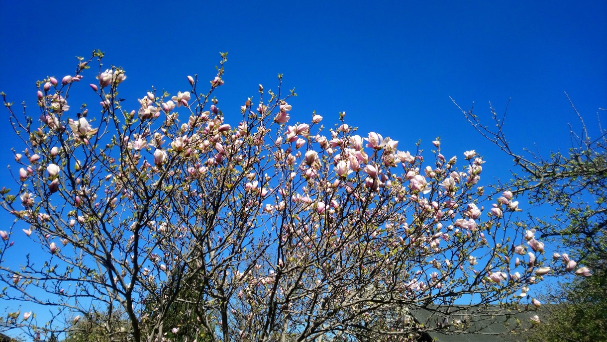 Rośliny, Biało - różowa .........magnoliowa................ - .............i magnolie..............