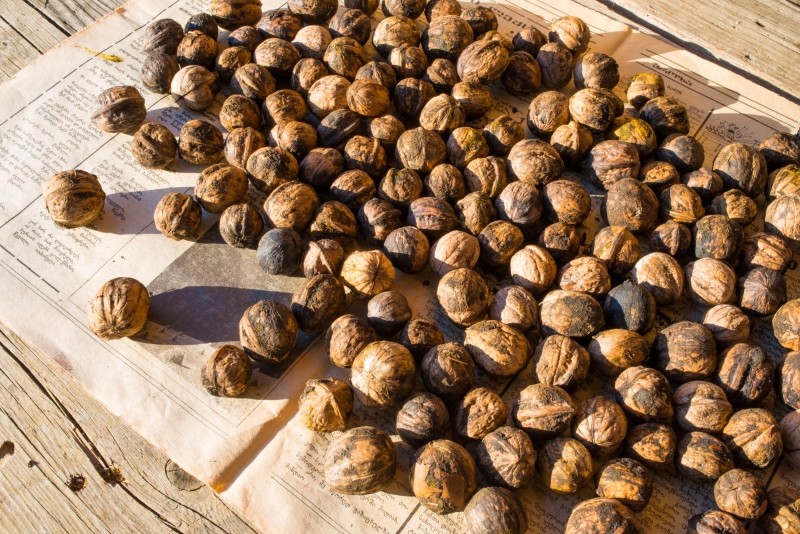 jak suszyć orzechy włoskie