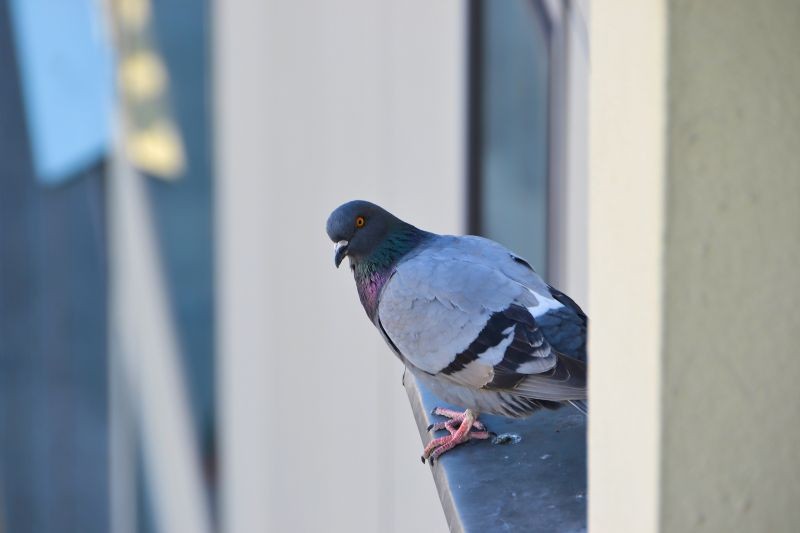 Do odstraszenia gołębi z parapetu wystarczą składniki, kt&oacute;re mamy w domu.
