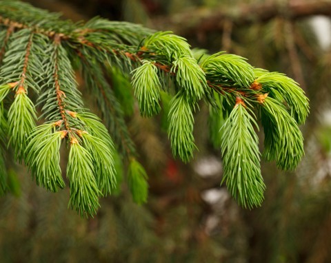 Świerk kaukaski (Picea orientalis)