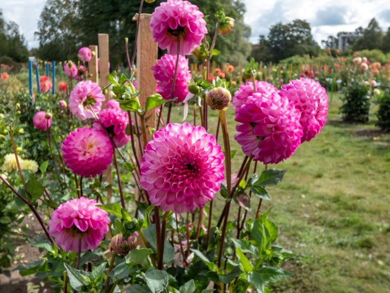 Dalie uwielbiają uszczykiwanie.