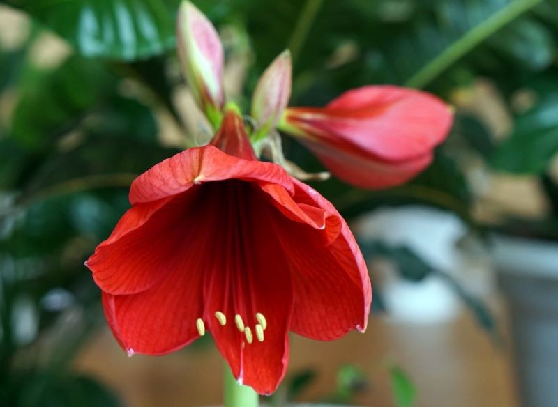 Lejkowate kwiaty Hippeastrum są niewątpliwie największym atutem tej wyjątkowej rośliny.