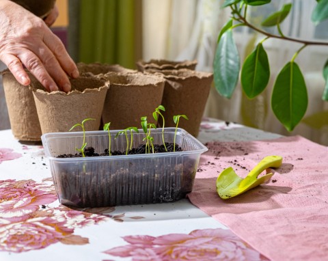 Jak przyspieszyć wchody papryki? Pierwsze kiełki zobaczysz już po trzech dniach