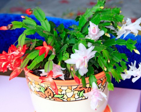 Darmowy nawóz z do grudnika. Zetrzyj na tarce i zmieszaj z wodą, kwiatów będzie moc