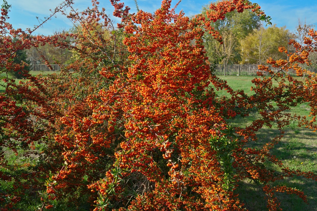 Rośliny, Rokitnik na zdrówko - Naturalna witamina C