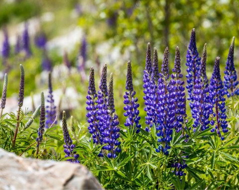 Łubin trwały (Lupinus polyphyllus)