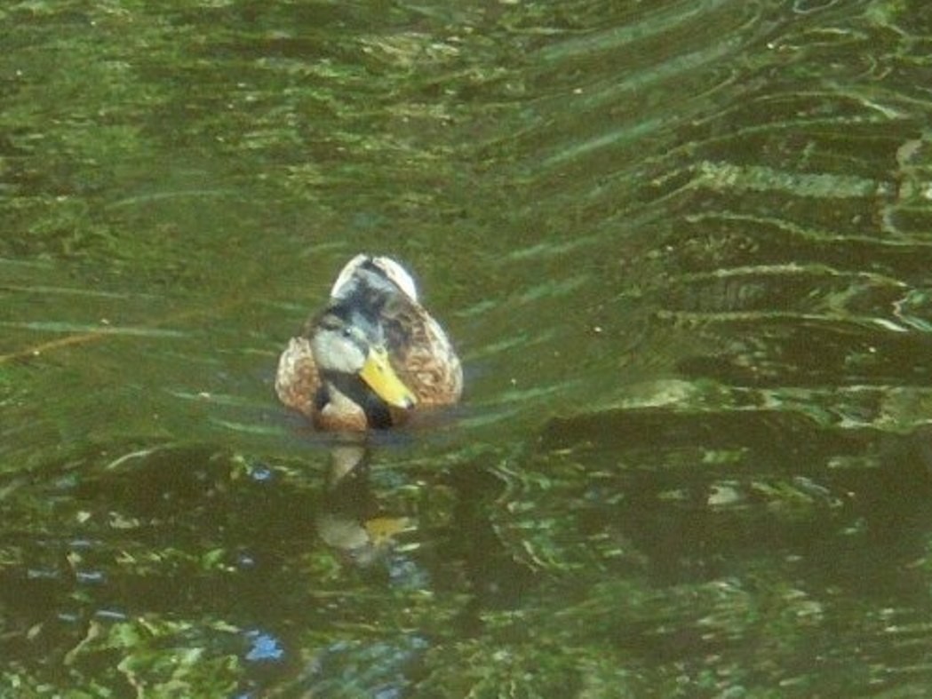 Pozostałe, NATURA w PEŁNEJ  KRASIE - Park Mickiewicza