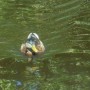 Pozostałe, NATURA w PEŁNEJ  KRASIE - Park Mickiewicza