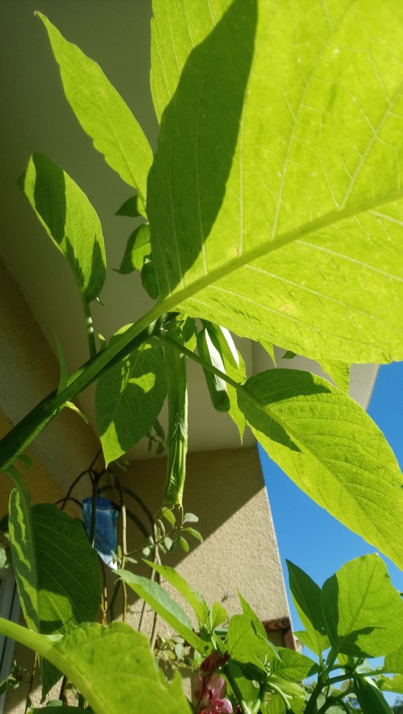 Rośliny, Sierpniowe fotki.................... - ..............datura w pąkach............