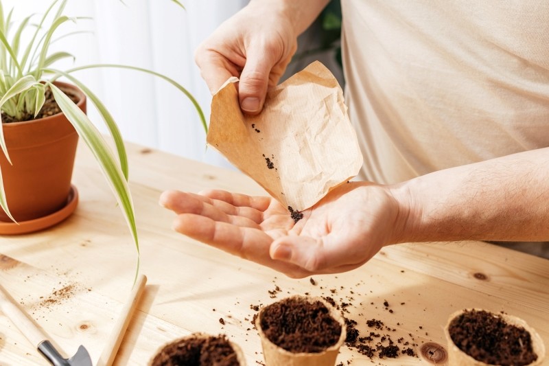 sadzenie lawendy z nasion