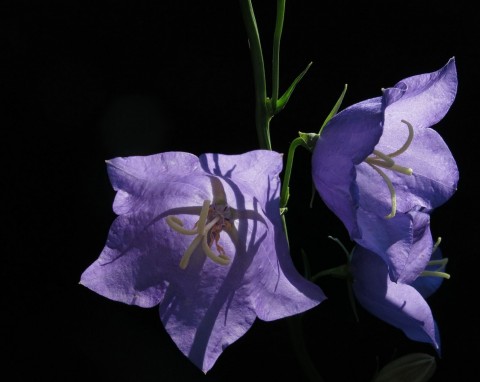 Dzwonek karpacki (Campanula carpatica)