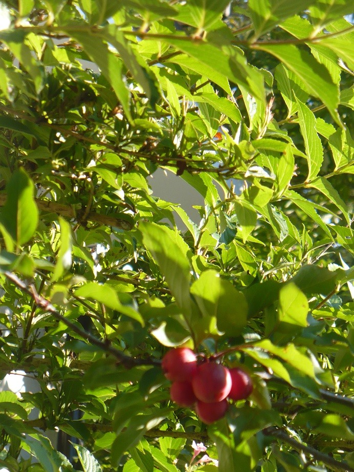 Pozostałe, Wrześniowe lato................ - ...................i zieleń jabłoni mieniąca się w słońcu...................