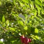 Pozostałe, Wrześniowe lato................ - ...................i zieleń jabłoni mieniąca się w słońcu...................