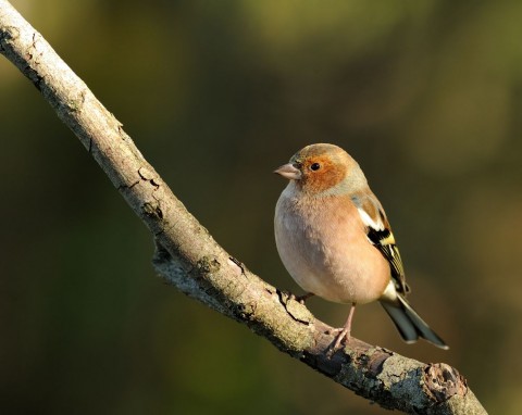 Ten kuzyn wróbla pięknie śpiewa, ale nie przepada za karmnikiem. Zostaw w ogrodzie, przyleci ich dużo więcej