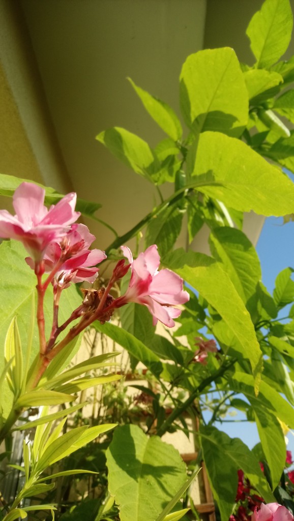 Balkon, Lato na balkonie.............moje datury........... - ...................oleander...............