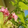 Balkon, Lato na balkonie.............moje datury........... - ...................oleander...............