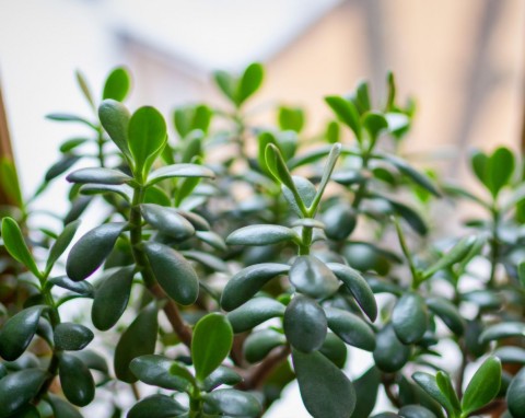 Szybki i sprawdzony sposób na rozmnożenie drzewka szczęścia. Bez wody i ukorzeniacza