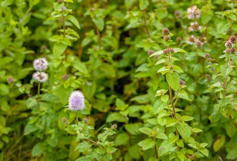 uprawa mięty wodnej