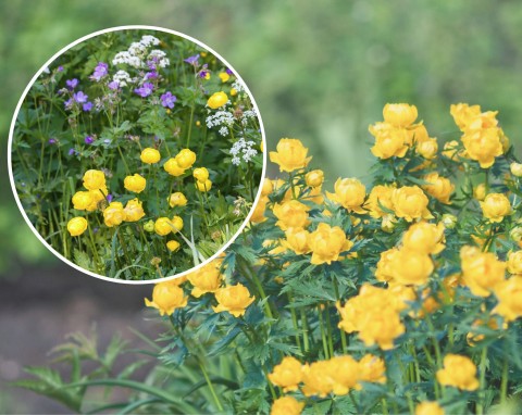 Piękna roślina o intensywnie żółtych kwiatach. Jak pielęgnować pełnik europejski?
