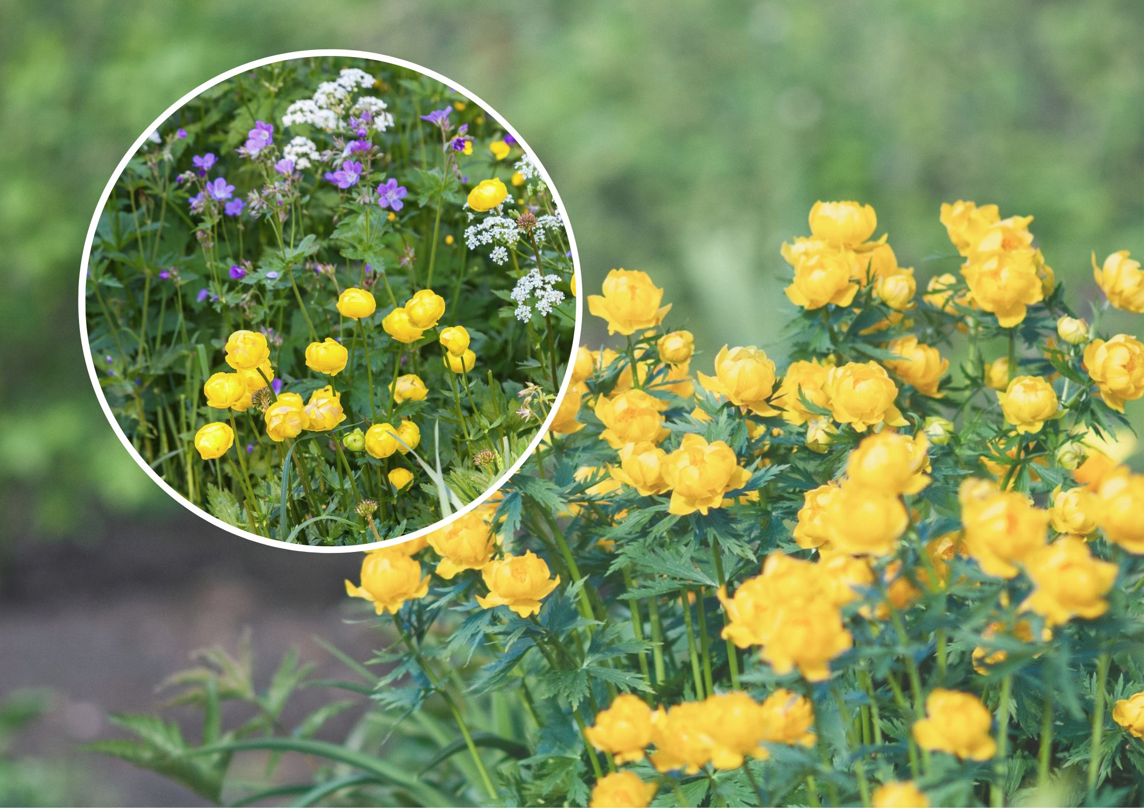 Dwuletni Roślina Zielna O żółtych Kwiatach deccoria.pl
