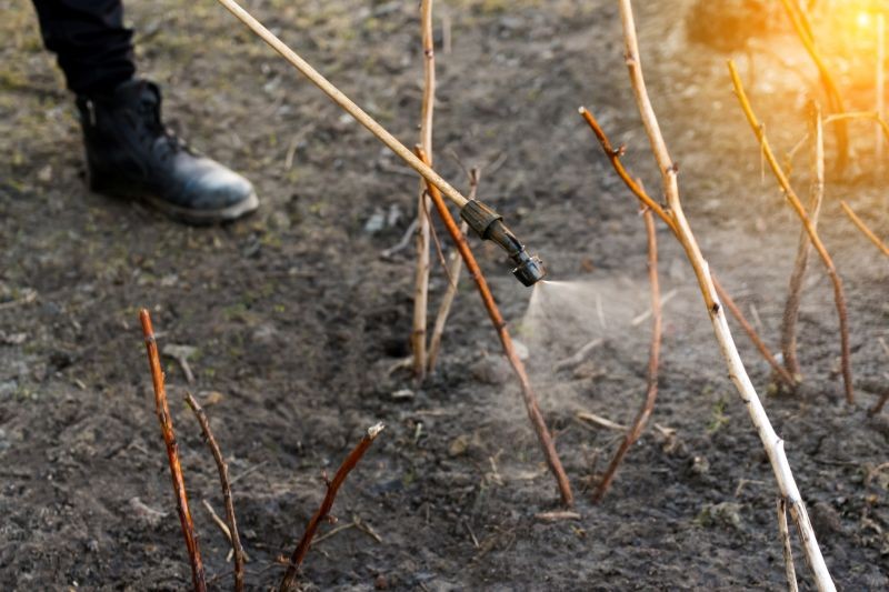 P&oacute;źna zima to dobry czas na pierwsze opryski, kt&oacute;re mają ograniczyć szkodniki w ogrodzie.