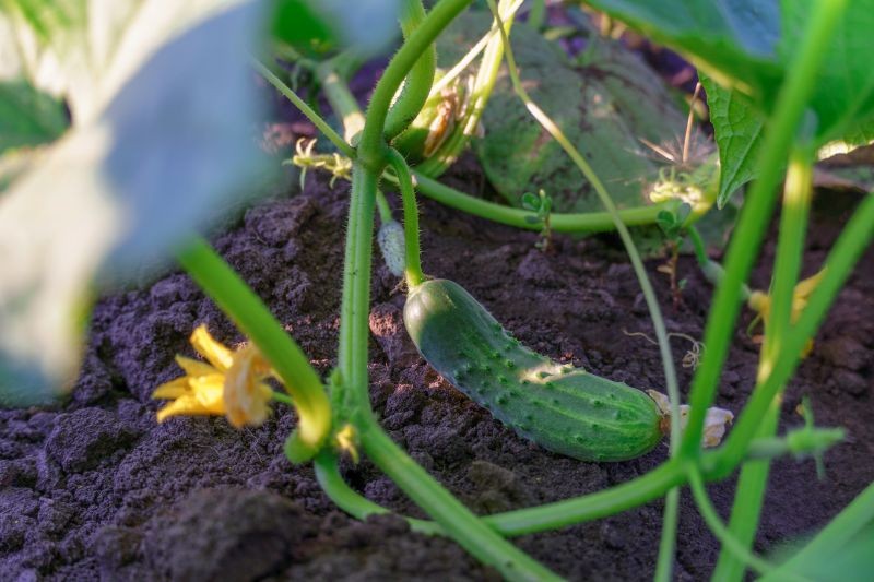 Choroby grzybowe stanowią zagrożenie dla naszych plonów.