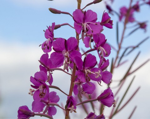 Wierzbówka kiprzyca (Chamaenerion angustifolium)