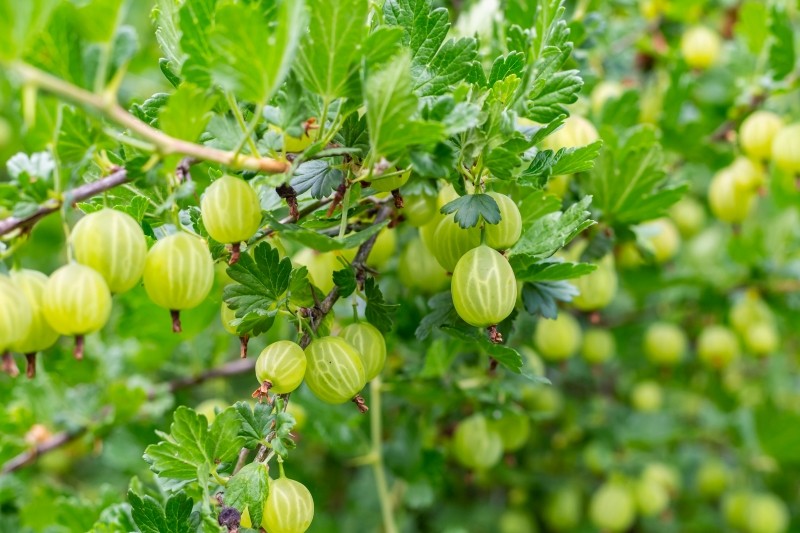 czego agrest potrzebuje na wiosnę