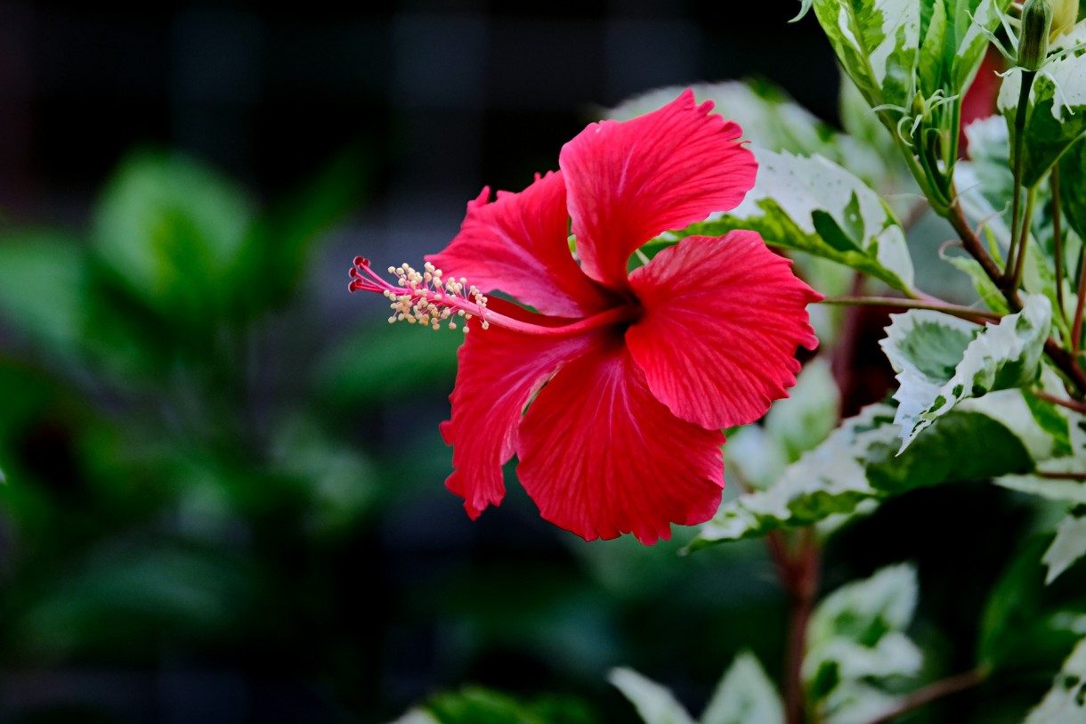 Rośliny, Piękne hibiskusy