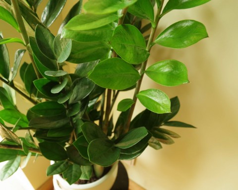 Kwitnący zamiokulkas to rzadkość. Co zrobić, żeby roślina wypuściła oryginalne kwiaty?