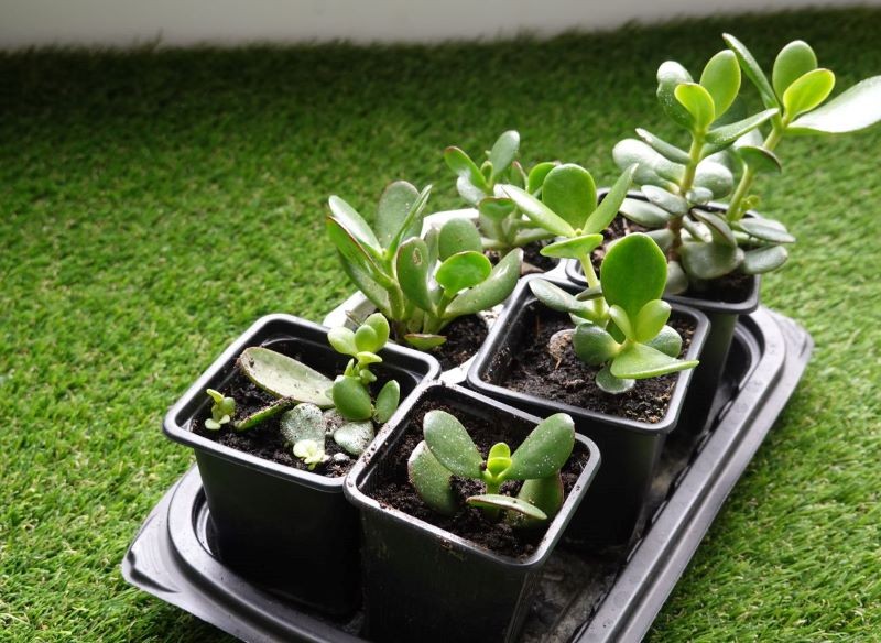 Odcięte liście i gałązki wykorzystaj do rozmnożenia drzewka szczęścia.