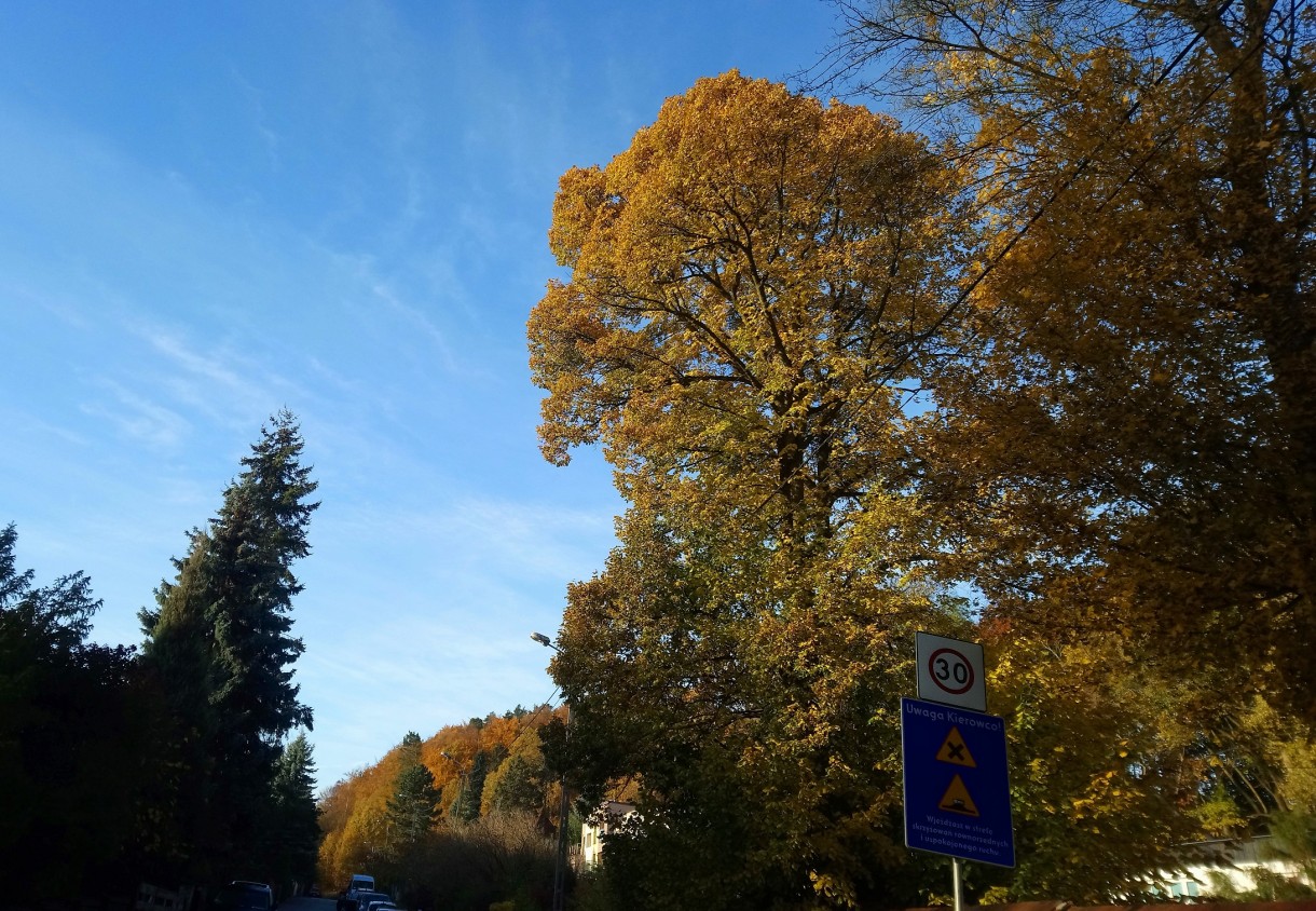 Ogród, Już listopad ............. - ...............i las w oddali..............