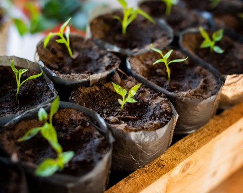 Jak przyspieszyć wchody papryki. Pierwsze kiełki zobaczysz już po kilku dniach