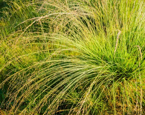 Trzęślica modra (Molinia caerulea)