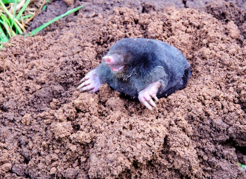 Gdy robi się cieplej, kret zaczyna żerować w wyższych warstwach gleby.