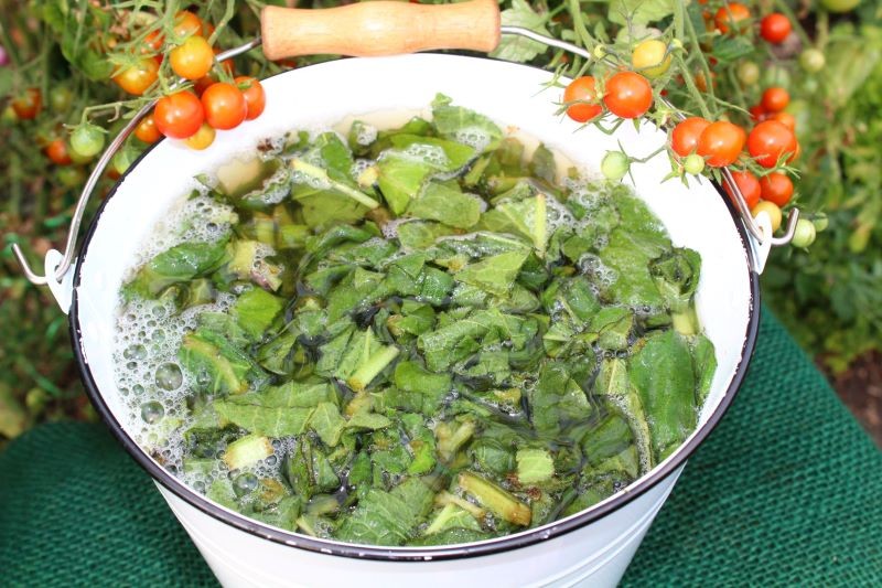 Przygotowanie gnojówki z żywokostu jest bardzo proste, ale zajmuje sporo czasu – w zależności od warunków nawet 4 tygodnie.