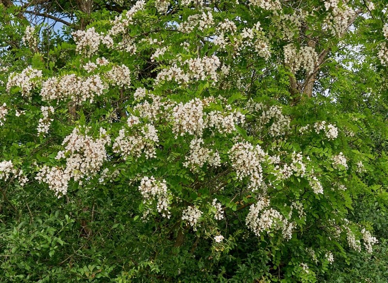 zastosowanie robinii akacjowej