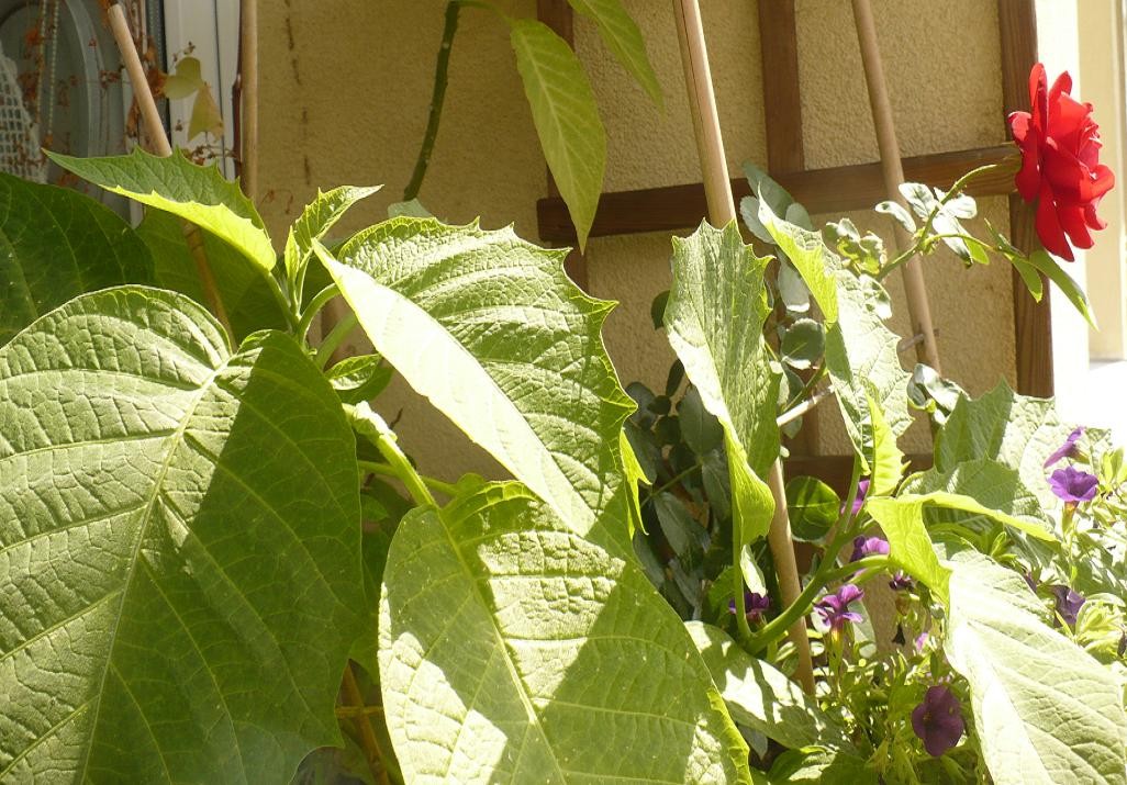 Pozostałe, Lato............... - .............i balkon pełen zieleni...........