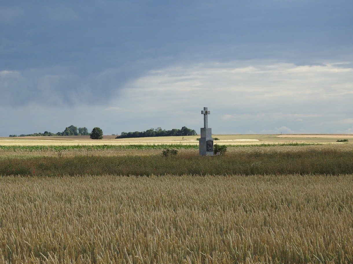 Rośliny, W GÓRĘ SKRZYDŁA ...CZ 1.